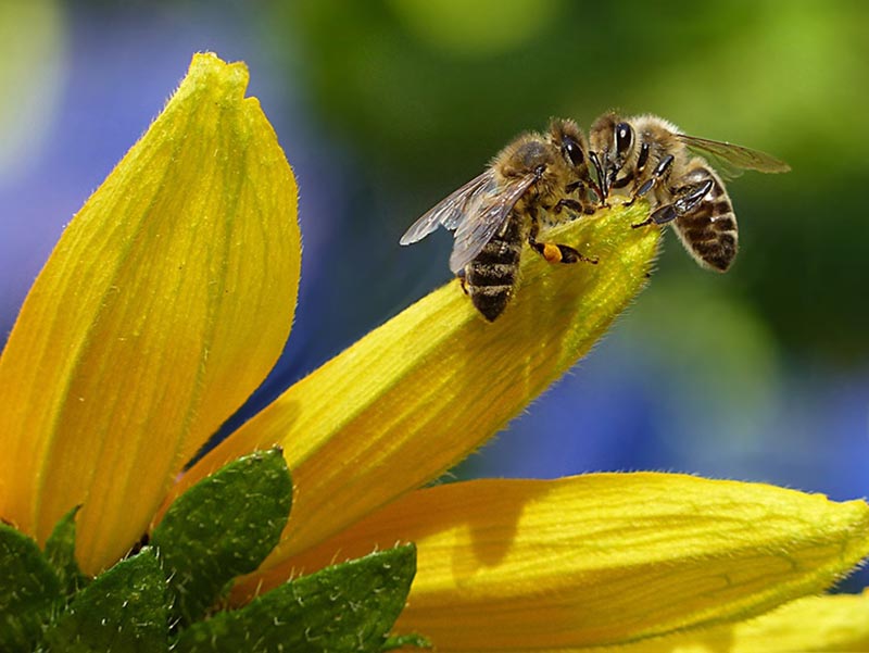 biopesticides alternative