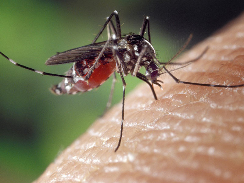 chikungunya moustique