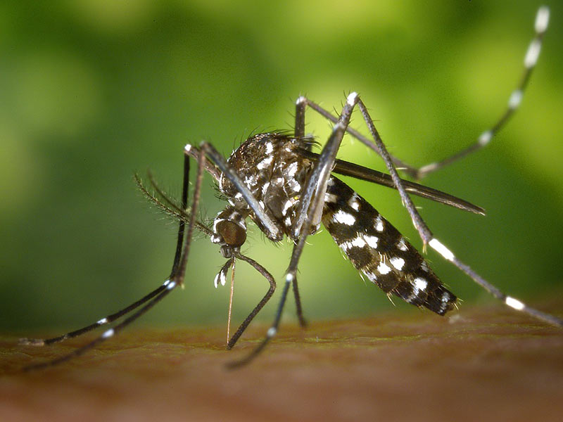 lutte moustiques et virus