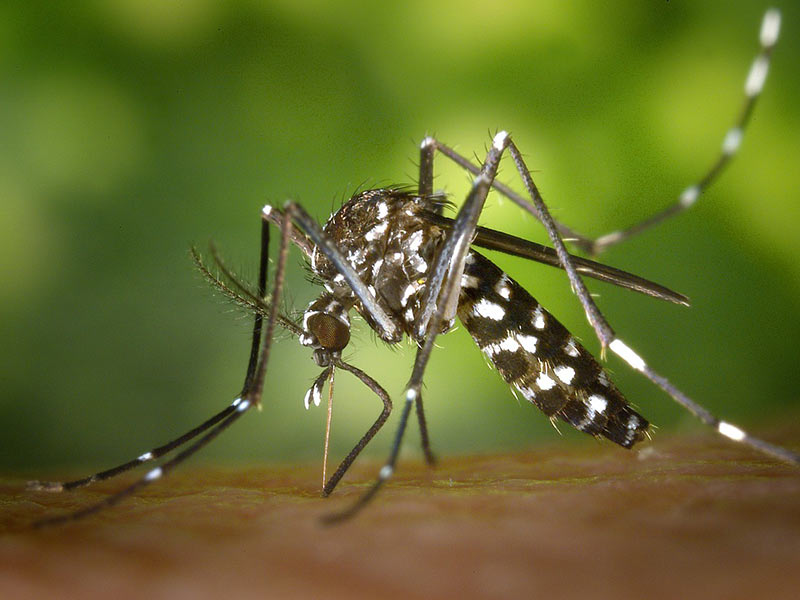 Plant-based insect repellents