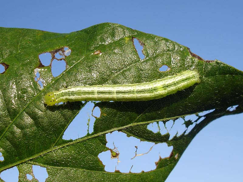 pesticides lutte contre insectes