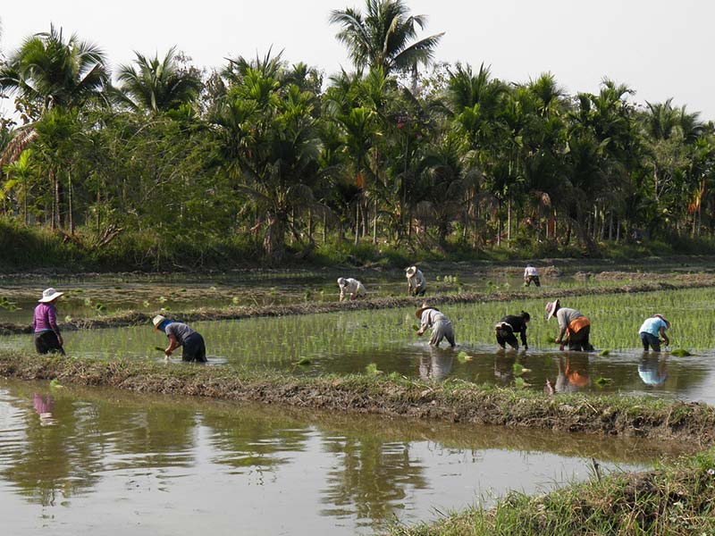 pesticides maladies des paysans