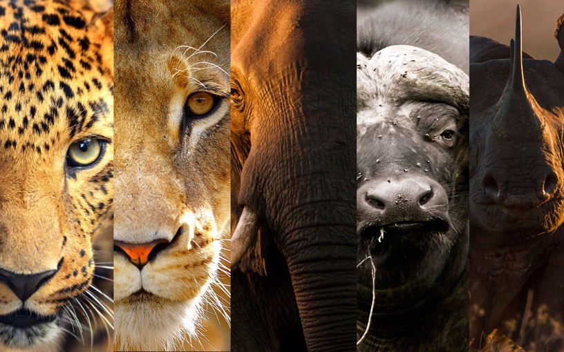 Les animaux sauvages - OMPE  Organisation Mondiale pour la Protection de  l'Environnement