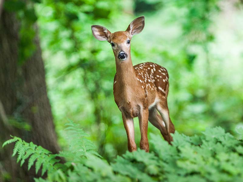 comment lutter contre la déforestation