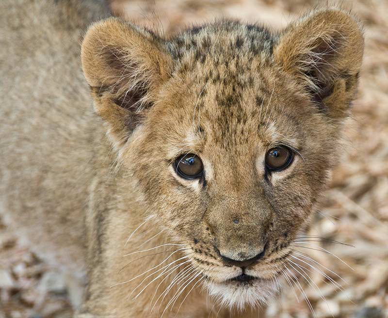 comment-proteger-animaux-sauvages