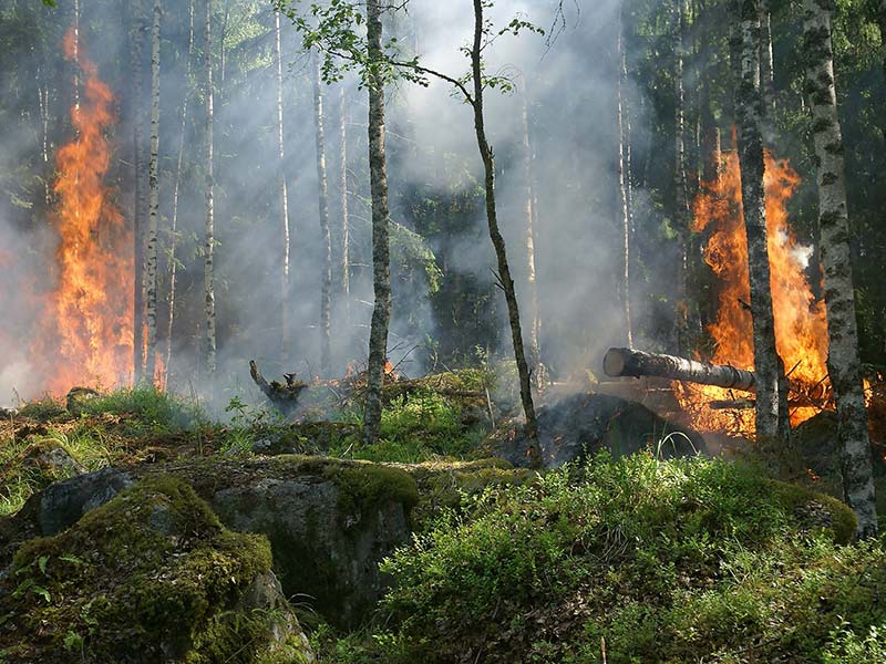 déforestation incendie