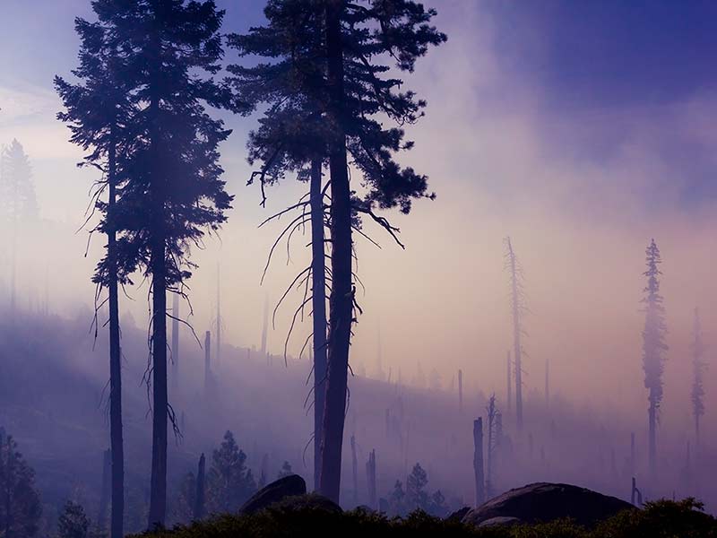 déforestation que faire