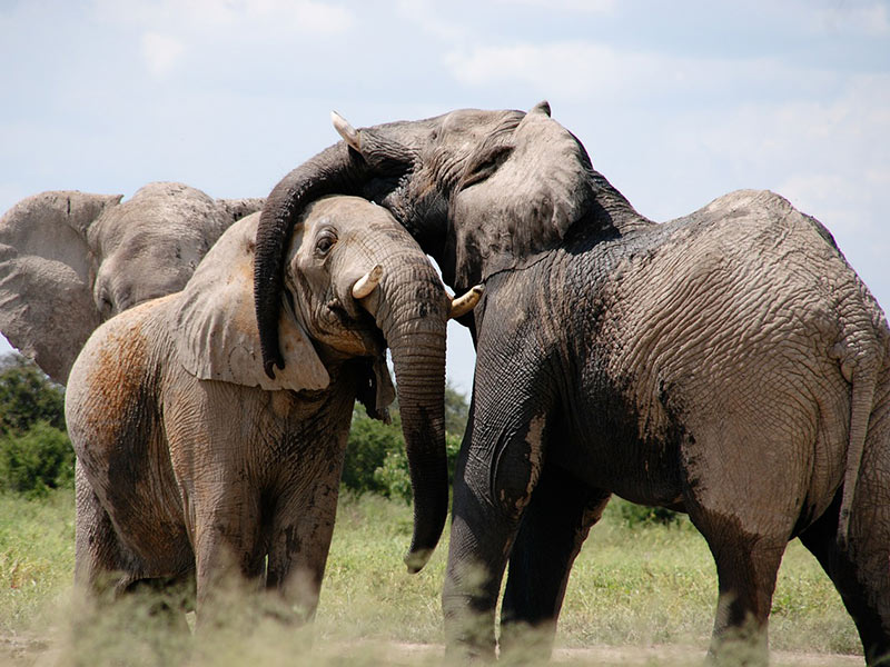 pourquoi-proteger-animaux-sauvages