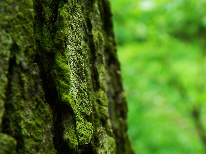 protéger la forêt