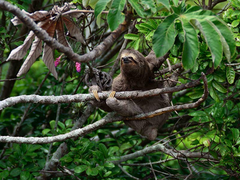 solutions contre la déforestation