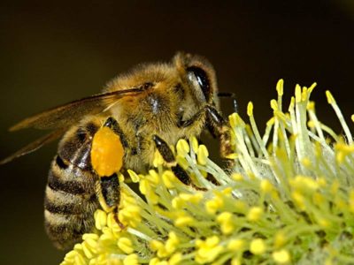 abeille butiner nectar