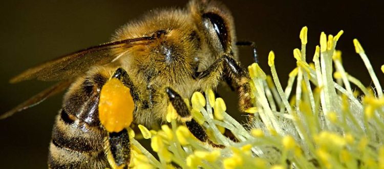 abeille butiner nectar