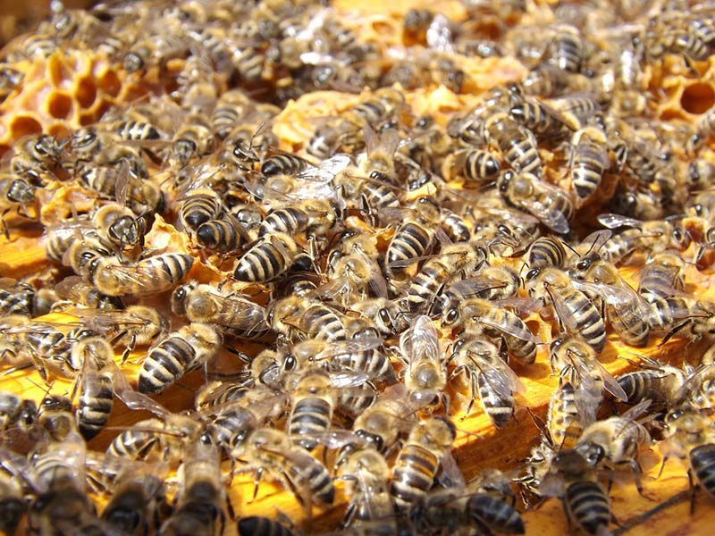 abeilles essaim ruches