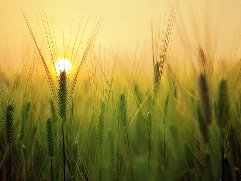 agriculture réchauffement climatique