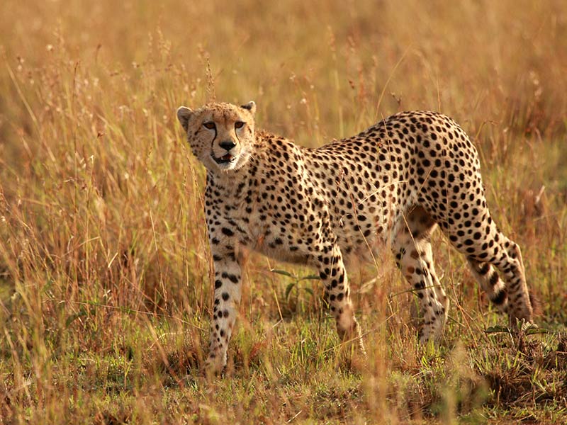 animaux en danger : guépard