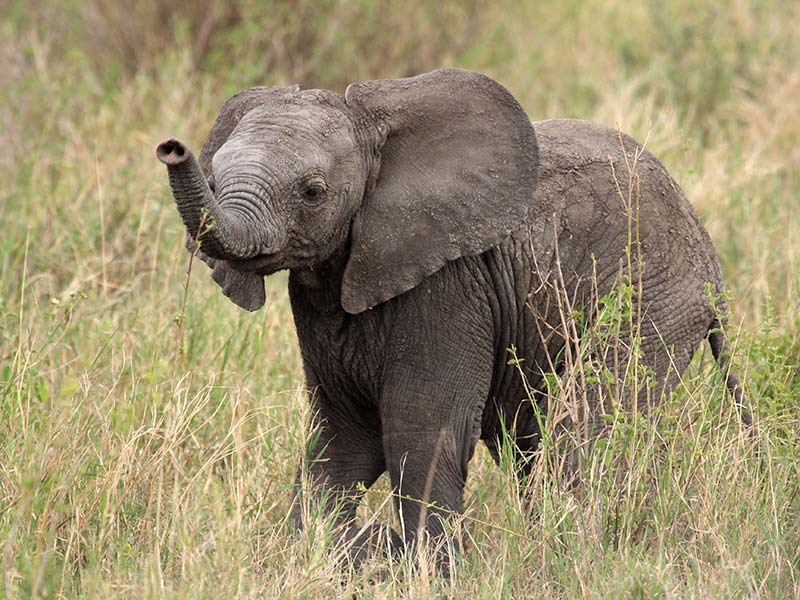 bébé éléphant à protéger