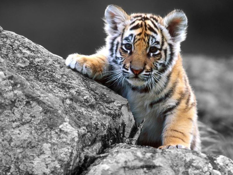 Comment s appelle le bebe du tigre