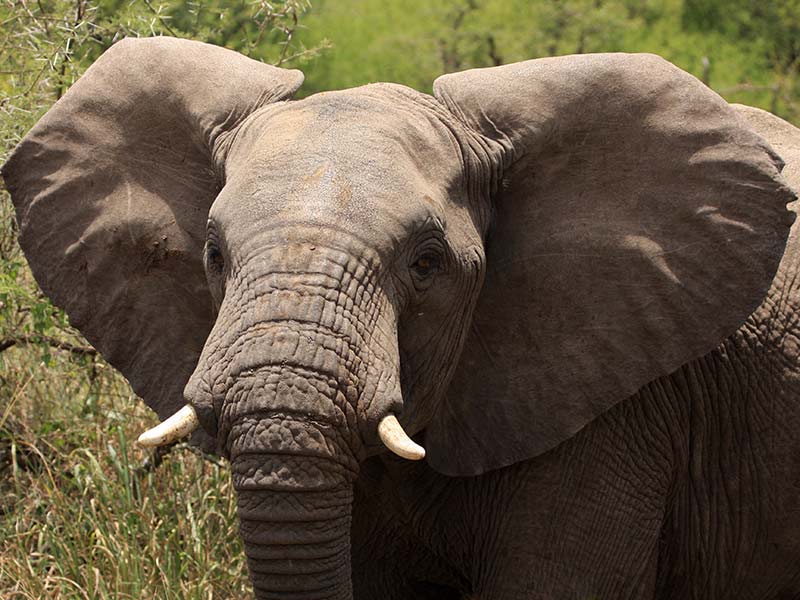 comment protéger les éléphants