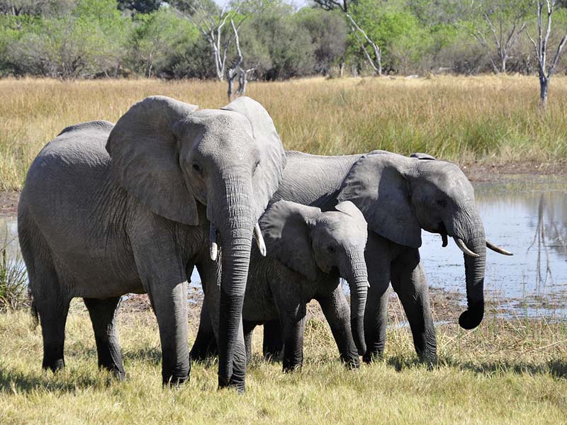 comment protéger les éléphants