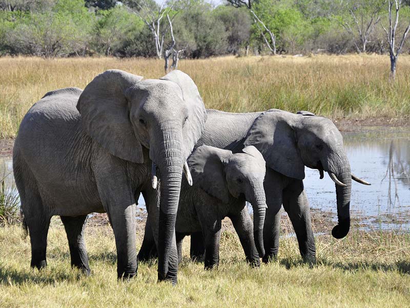 comment protéger les éléphants