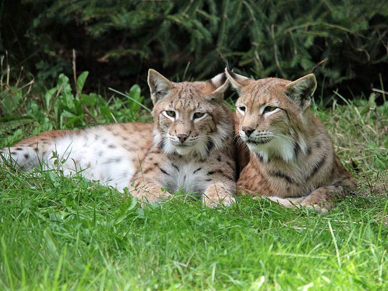 comment protéger le lynx