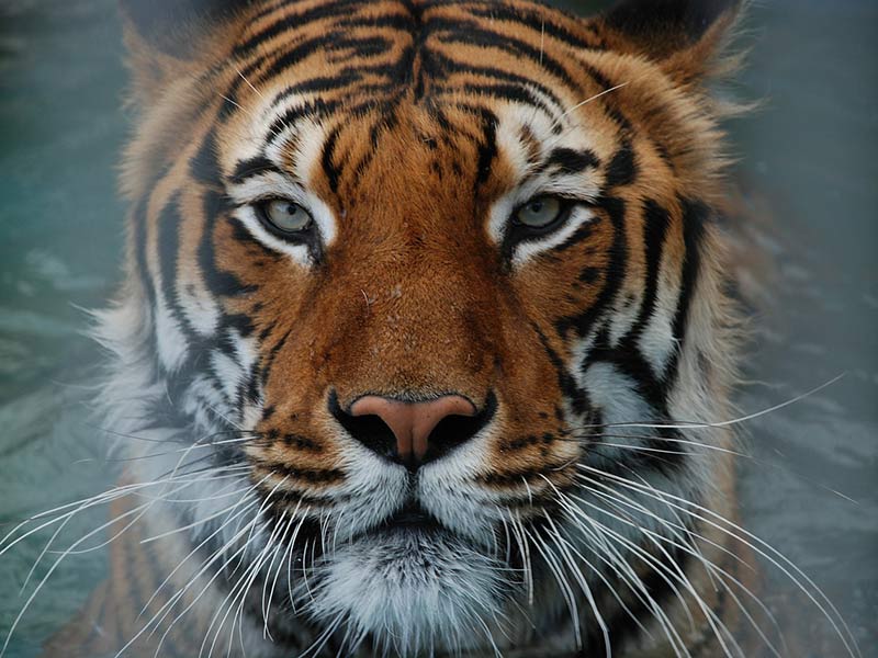 comment protéger le tigre