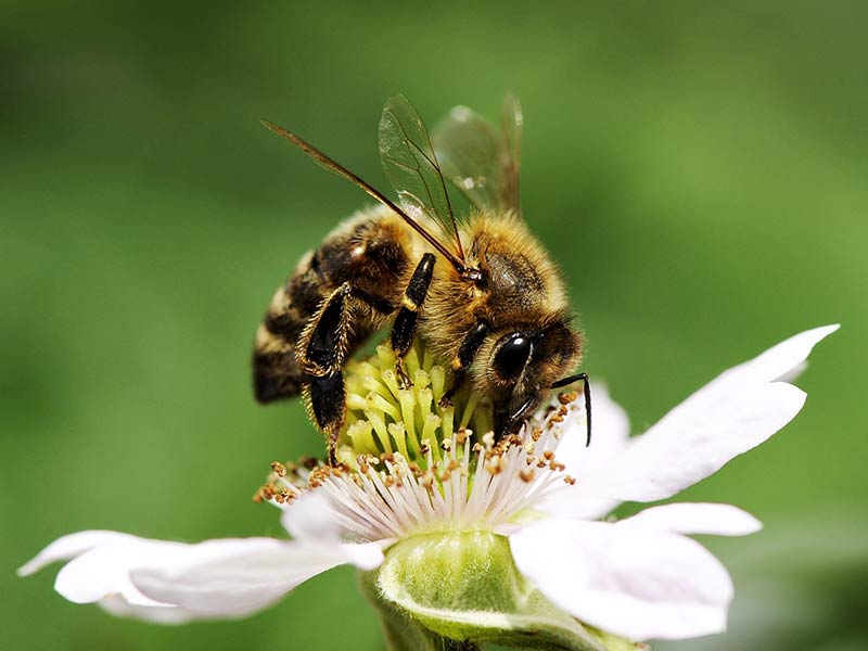 déclin des pollinisateurs