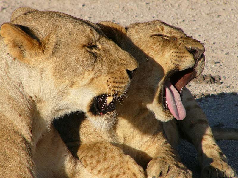 diminution population de lions