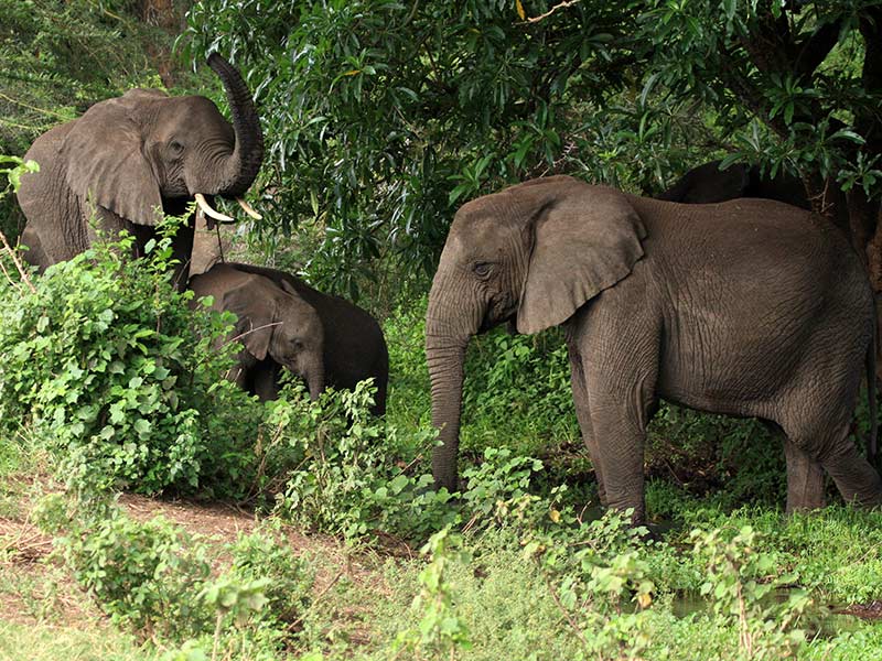 éléphants réduction habitat