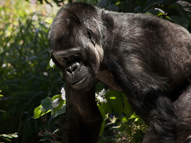 gorille menace déforestation