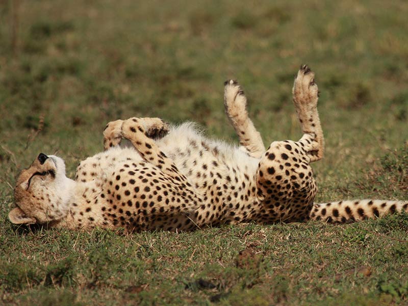 guépard destruction de l'habitat