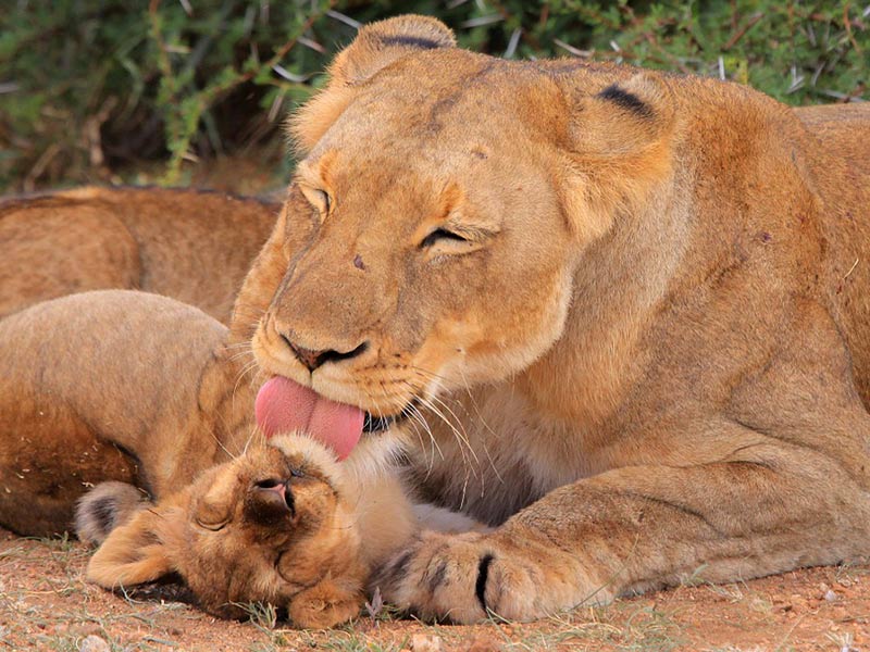 lion animal menacé de disparition