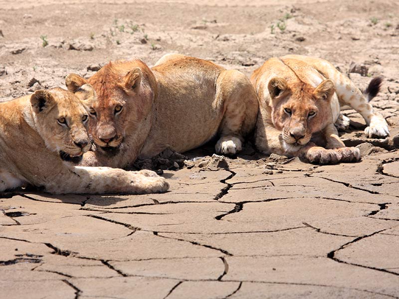 lions défense des animaux sauvages