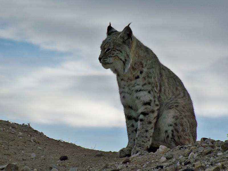 lynx en danger