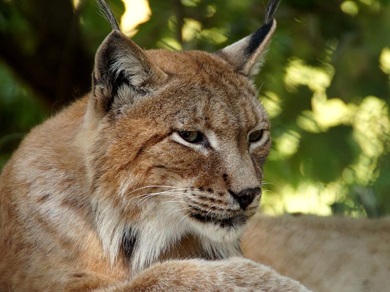 lynx menacé de disparition