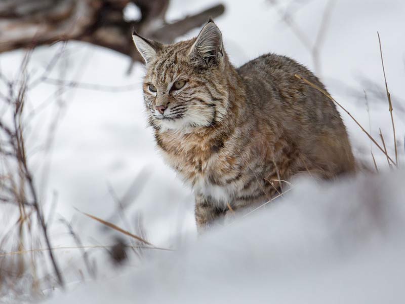 lynx dans la neige en hiver