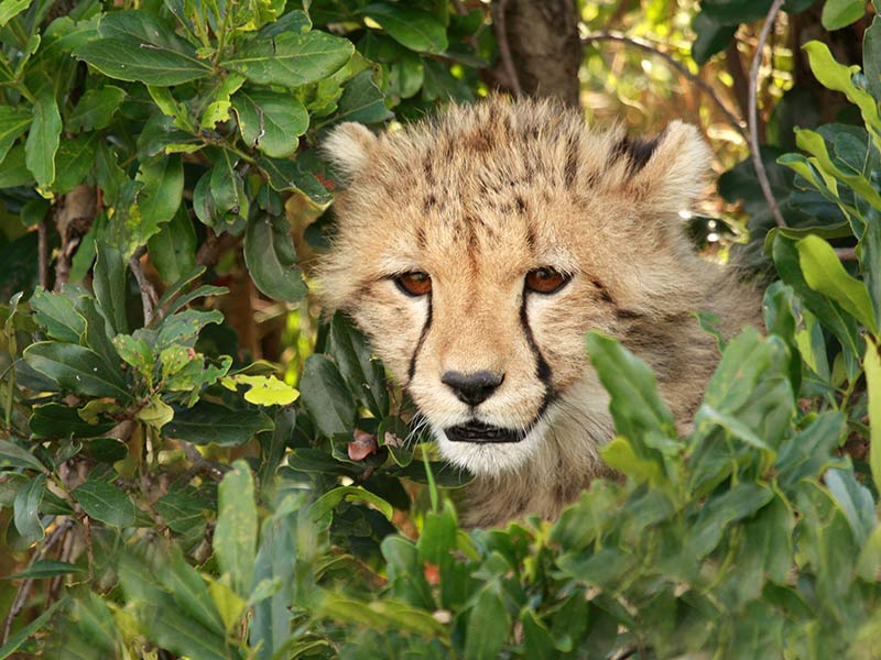 menace jeune guépard