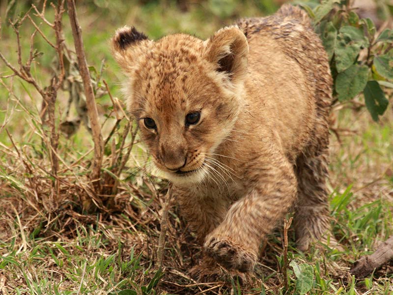 protection bébé lion
