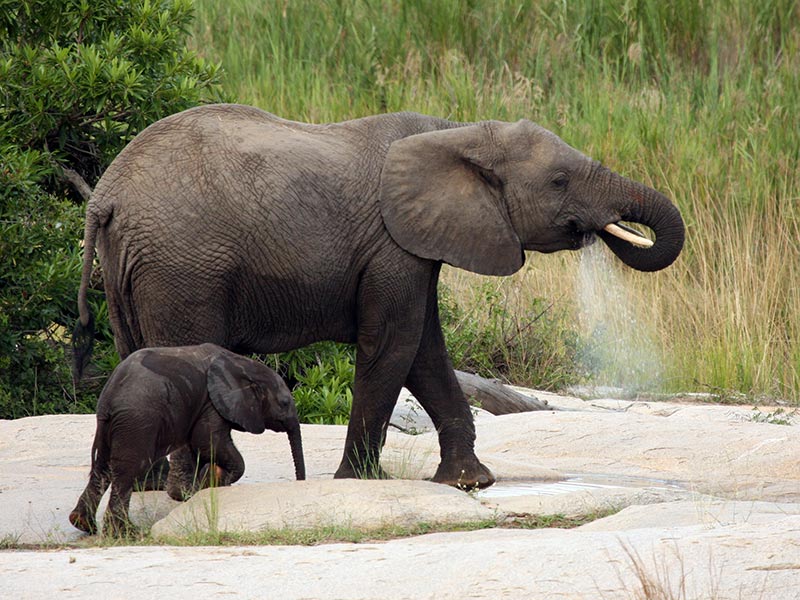 protéger les éléphants du braconnage