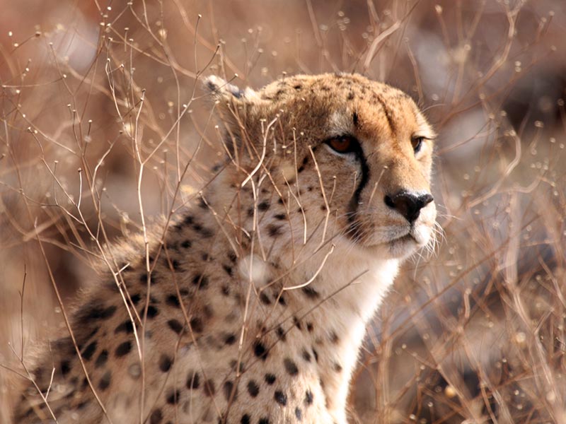 Protecting the cheetah | OMPE | Organisation Mondiale pour la Protection de  l'Environnement