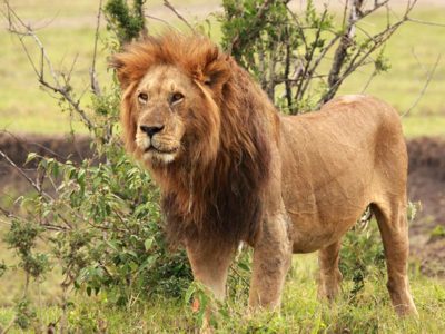 protéger le lion roi des animaux