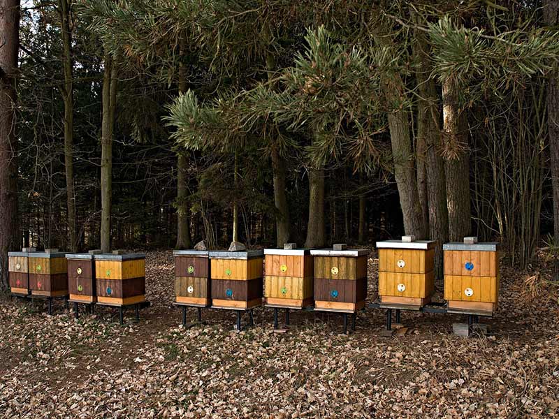 ruches pour les abeilles