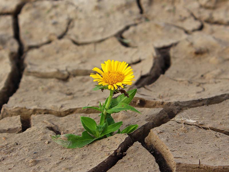 météo réchauffement climatique