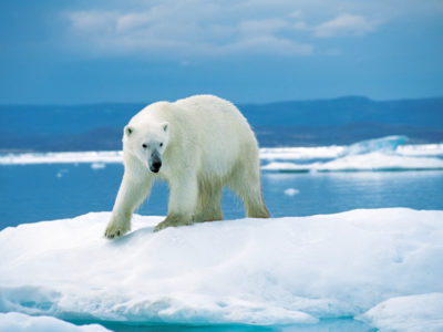 réchauffement climatique ompe ours polaire