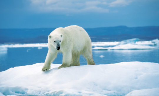 réchauffement climatique ompe ours polaire