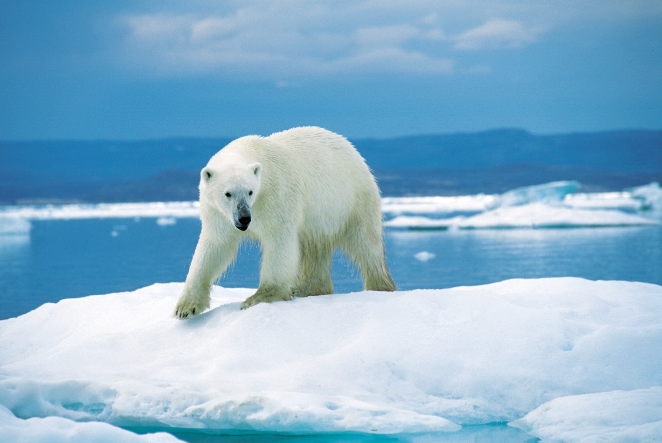 réchauffement climatique ompe ours polaire