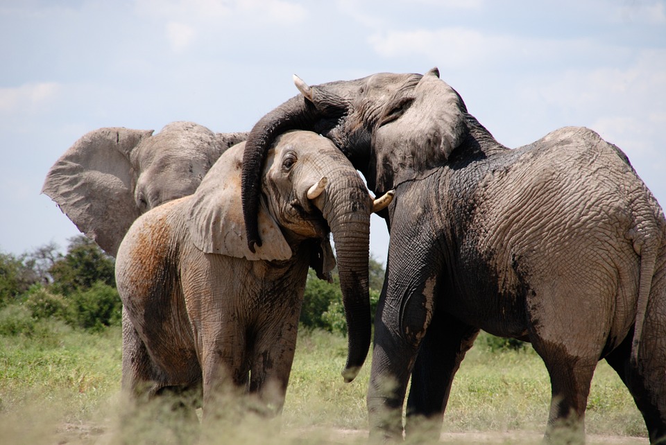 commerce-ivoire-elephants
