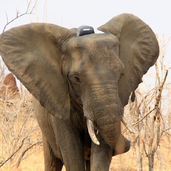 balise-gps-elephants