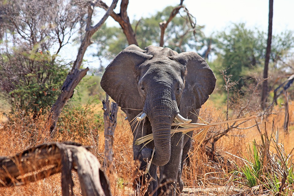 massacre-elephants-ivoire