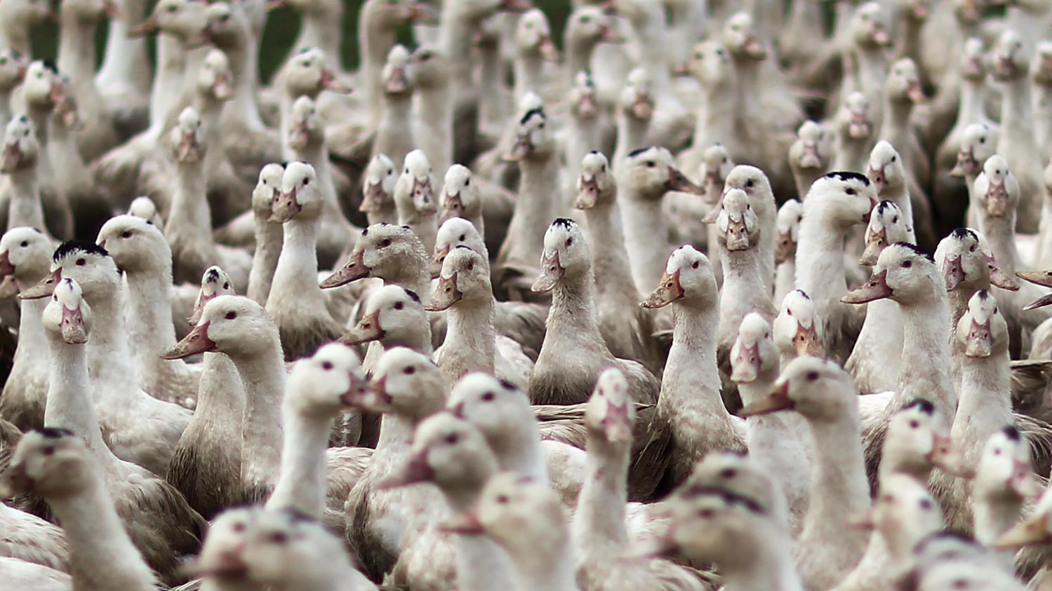 grippe-aviaire-canards